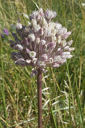 Allium ampeloprasum \ Sommer-Lauch / Wild Leek, F S. Gilles 7.6.2006