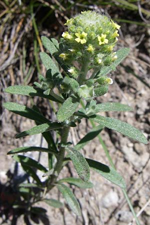 Alyssum alyssoides \ Kelch-Steinkraut / Small Alison, Pale Madwort, F Queyras, Vieille Ville 22.6.2008