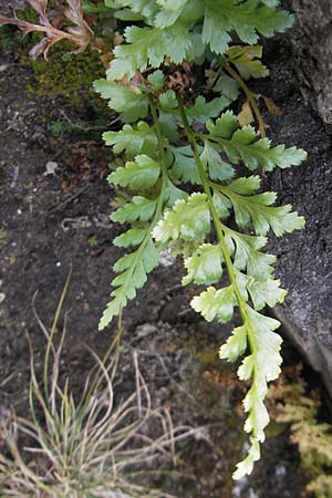 Asplenium adiantum-nigrum \ Schwarzer Streifenfarn / Black Spleenwort, F Pyrenäen/Pyrenees, Gourette 25.8.2011