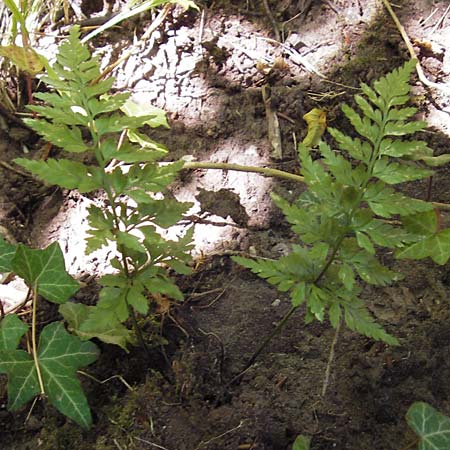 Asplenium adiantum-nigrum \ Schwarzer Streifenfarn / Black Spleenwort, F Burg/Castle Wasigenstein 8.9.2012