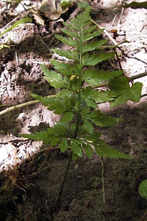 Asplenium adiantum-nigrum \ Schwarzer Streifenfarn / Black Spleenwort, F Burg/Castle Wasigenstein 8.9.2012