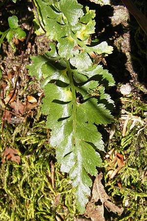 Asplenium adiantum-nigrum \ Schwarzer Streifenfarn / Black Spleenwort, F Burg/Castle Wasigenstein 8.9.2012
