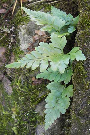Asplenium adiantum-nigrum \ Schwarzer Streifenfarn / Black Spleenwort, F Burg/Castle Wasigenstein 8.9.2012