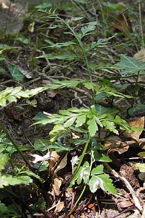 Asplenium adiantum-nigrum \ Schwarzer Streifenfarn / Black Spleenwort, F Burg/Castle Wasigenstein 8.9.2012