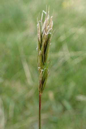 Anthoxanthum alpinum \ Alpen-Ruch-Gras / Alpine Vernal Grass, F Col de la Bonette 8.7.2016