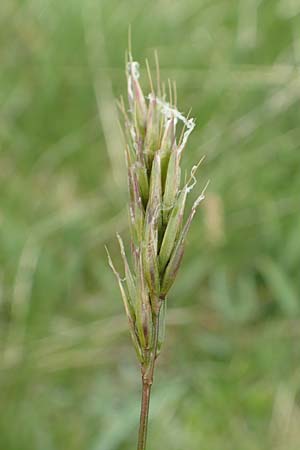 Anthoxanthum alpinum \ Alpen-Ruch-Gras / Alpine Vernal Grass, F Col de la Bonette 8.7.2016