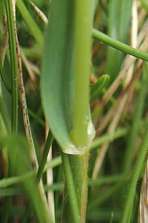 Anthoxanthum alpinum \ Alpen-Ruch-Gras / Alpine Vernal Grass, F Col de la Bonette 8.7.2016