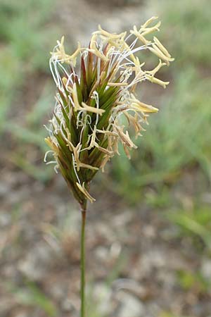 Anthoxanthum alpinum \ Alpen-Ruch-Gras / Alpine Vernal Grass, F Col de la Bonette 8.7.2016
