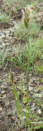 Anthoxanthum alpinum \ Alpen-Ruch-Gras / Alpine Vernal Grass, F Col de la Bonette 8.7.2016