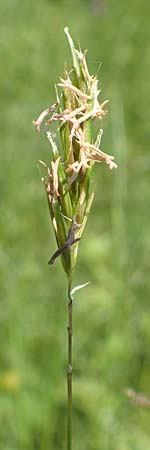 Anthoxanthum alpinum \ Alpen-Ruch-Gras / Alpine Vernal Grass, F Collet de Allevard 9.7.2016