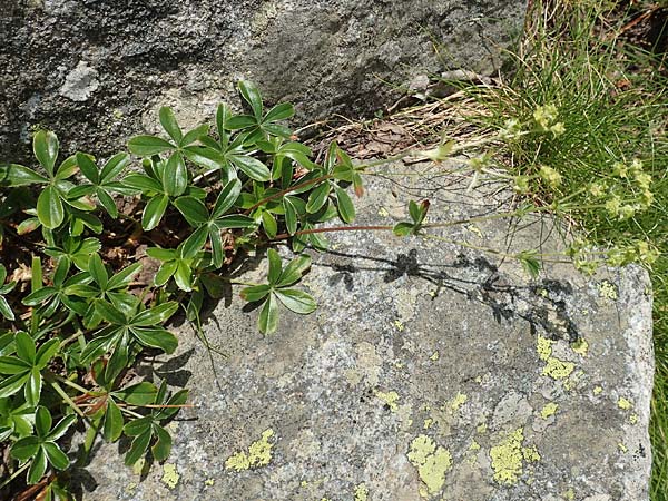 Alchemilla alpina \ Alpen-Frauenmantel / Alpine Lady's Mantle, F Pyrenäen/Pyrenees, Canigou 24.7.2018