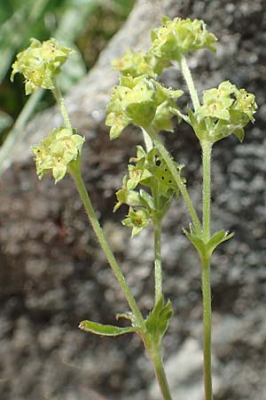 Alchemilla alpina \ Alpen-Frauenmantel / Alpine Lady's Mantle, F Pyrenäen/Pyrenees, Canigou 24.7.2018