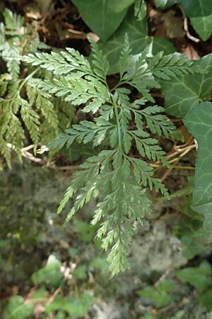 Asplenium adiantum-nigrum \ Schwarzer Streifenfarn / Black Spleenwort, F Pyrenäen/Pyrenees, Prioré Serabona 25.7.2018