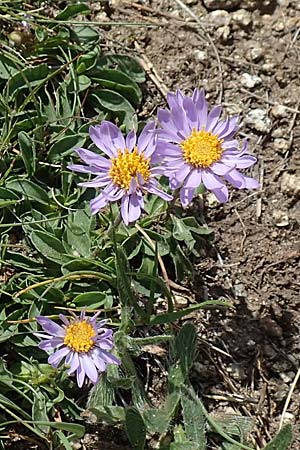 Aster alpinus \ Alpen-Aster / Alpine Aster, F Pyrenäen/Pyrenees, Mont Llaret 31.7.2018