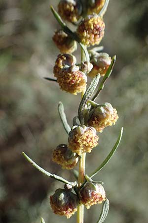 Artemisia alba \ Kampfer-Wermut, Cola-Strauch / Camphor Wormwood, F Elsass/Alsace, Westhalten 24.9.2021