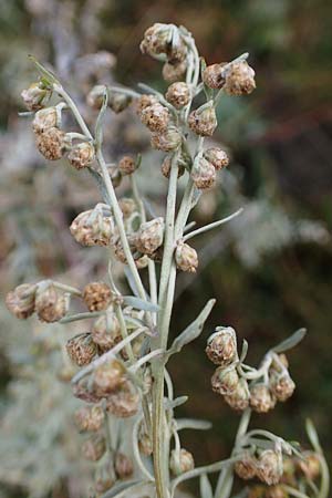 Artemisia absinthium \ Wermut / Wormwood, F Bonneval-sur-Arc 6.10.2021