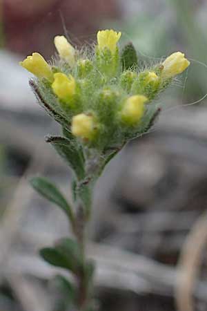 Alyssum alpestre \ Alpen-Steinkraut / Alpine Alison, F Col de Gleize 29.4.2023
