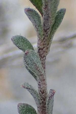 Alyssum alpestre \ Alpen-Steinkraut / Alpine Alison, F Col de Gleize 29.4.2023