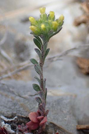 Alyssum alpestre \ Alpen-Steinkraut / Alpine Alison, F Col de Gleize 29.4.2023