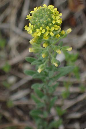 Alyssum alpestre \ Alpen-Steinkraut / Alpine Alison, F Orcieres 29.4.2023