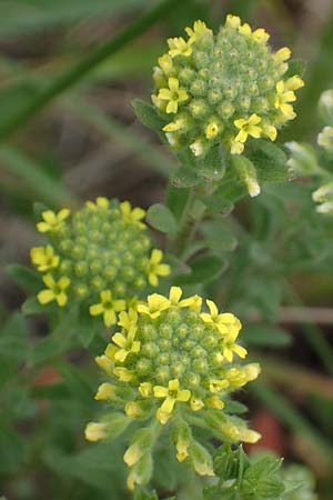 Alyssum alpestre \ Alpen-Steinkraut / Alpine Alison, F Orcieres 29.4.2023
