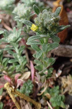 Alyssum alpestre \ Alpen-Steinkraut / Alpine Alison, F Gap 29.4.2023