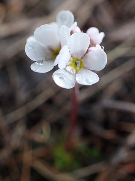 Androsace adfinis subsp. adfinis \ Gew&ouml;hnlicher Fleischroter Mannsschild / Common Red Rock Jasmine, F Col de Vars 30.4.2023
