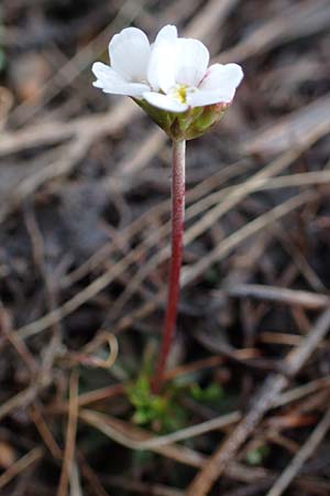 Androsace adfinis subsp. adfinis \ Gew&ouml;hnlicher Fleischroter Mannsschild / Common Red Rock Jasmine, F Col de Vars 30.4.2023