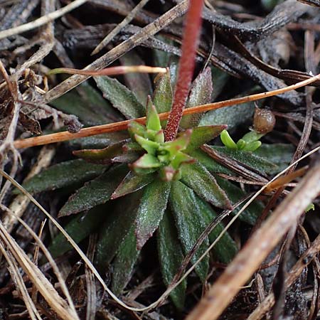 Androsace adfinis subsp. adfinis \ Gew&ouml;hnlicher Fleischroter Mannsschild / Common Red Rock Jasmine, F Col de Vars 30.4.2023