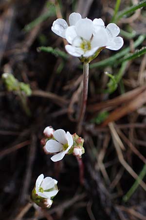 Androsace adfinis subsp. adfinis \ Gew&ouml;hnlicher Fleischroter Mannsschild / Common Red Rock Jasmine, F Col de Vars 30.4.2023