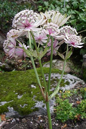 Astrantia bavarica \ Bayerische Sterndolde / Bavarian Masterwort, F Vogesen/Vosges, Botan. Gar.  Haut Chitelet 5.8.2008