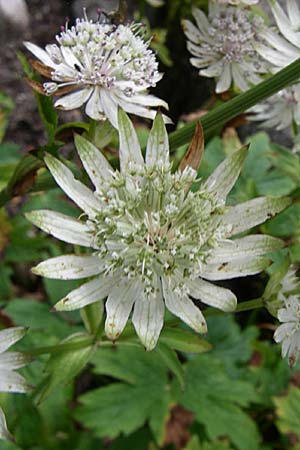 Astrantia bavarica \ Bayerische Sterndolde / Bavarian Masterwort, F Vogesen/Vosges, Botan. Gar.  Haut Chitelet 5.8.2008