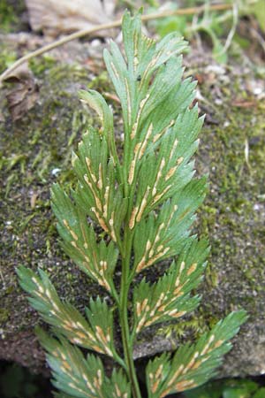Asplenium billotii \ Eifrmiger Streifenfarn, Billots Streifenfarn / Lanceolate Spleenwort, F Burg/Castle Wasigenstein 8.9.2012