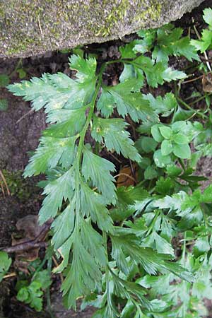 Asplenium billotii \ Eifrmiger Streifenfarn, Billots Streifenfarn / Lanceolate Spleenwort, F Burg/Castle Wasigenstein 8.9.2012