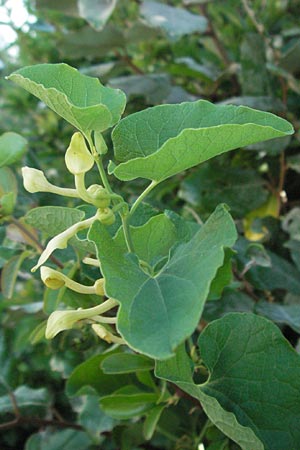 Aristolochia clematitis \ Echte Osterluzei / Birthwort, F S. Gilles 7.6.2006
