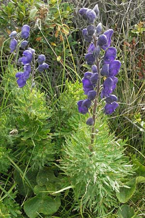 Aconitum napellus subsp. napellus \ Gewhnlicher Blauer Eisenhut / Monk's-Hood, Andorra Estany de Pessons 10.8.2006