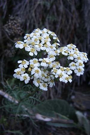 Achillea chamaemelifolia \ Andorra-Schafgarbe / Chamomile-Leaved Yarrow, F Pyren&auml;en/Pyrenees, Err 26.6.2008