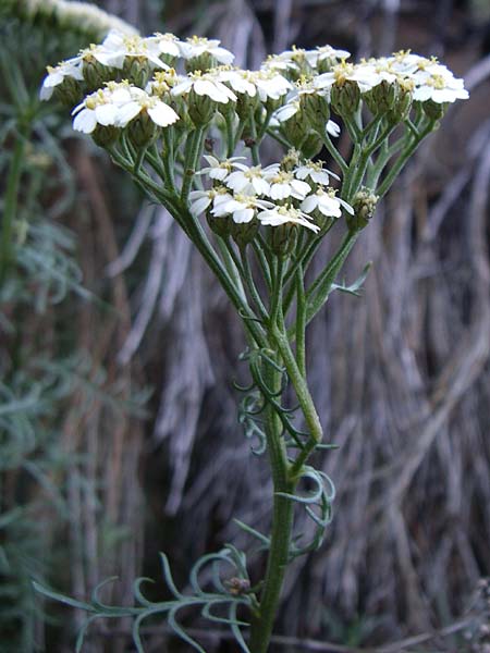 Achillea chamaemelifolia \ Andorra-Schafgarbe / Chamomile-Leaved Yarrow, F Pyren&auml;en/Pyrenees, Err 26.6.2008