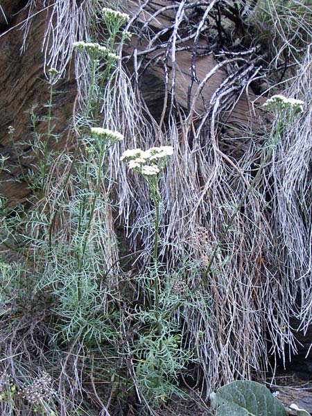 Achillea chamaemelifolia \ Andorra-Schafgarbe / Chamomile-Leaved Yarrow, F Pyren&auml;en/Pyrenees, Err 26.6.2008