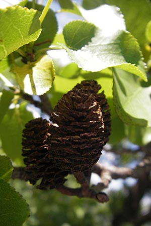Alnus cordata \ Herzbl�ttrige Erle, Italienische Erle / Italian Alder, F Saint-Guilhem-le-Desert 1.6.2009