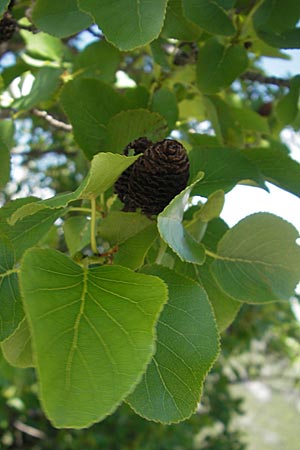 Alnus cordata \ Herzbl�ttrige Erle, Italienische Erle / Italian Alder, F Saint-Guilhem-le-Desert 1.6.2009