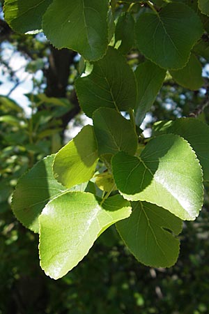 Alnus cordata \ Herzbl�ttrige Erle, Italienische Erle / Italian Alder, F Saint-Guilhem-le-Desert 1.6.2009