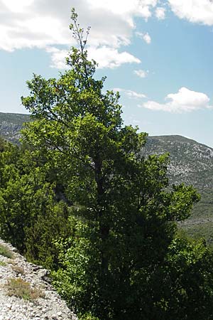 Alnus cordata \ Herzbl�ttrige Erle, Italienische Erle / Italian Alder, F Saint-Guilhem-le-Desert 1.6.2009