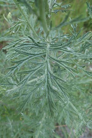 Artemisia chamaemelifolia \ Kamillen-Beifu / Chamomile-Leaved Artemisia, F Savines-le-Lac 8.7.2016