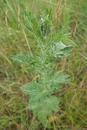 Artemisia chamaemelifolia \ Kamillen-Beifu / Chamomile-Leaved Artemisia, F Savines-le-Lac 8.7.2016
