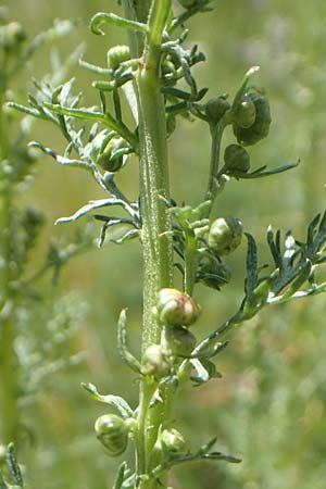 Artemisia chamaemelifolia \ Kamillen-Beifu / Chamomile-Leaved Artemisia, F Col de la Cayolle 9.7.2016