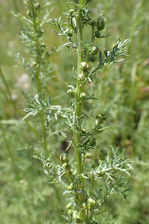 Artemisia chamaemelifolia \ Kamillen-Beifu / Chamomile-Leaved Artemisia, F Col de la Cayolle 9.7.2016