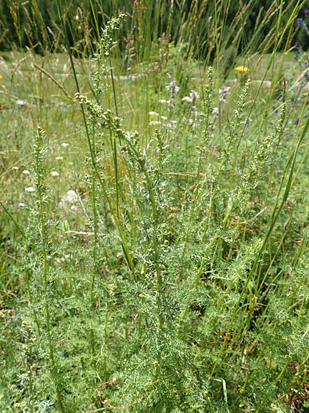 Artemisia chamaemelifolia \ Kamillen-Beifu / Chamomile-Leaved Artemisia, F Col de la Cayolle 9.7.2016