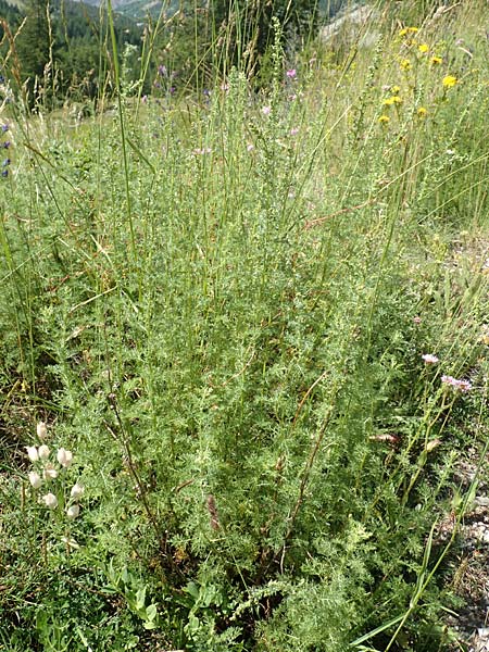 Artemisia chamaemelifolia \ Kamillen-Beifu / Chamomile-Leaved Artemisia, F Col de la Cayolle 9.7.2016