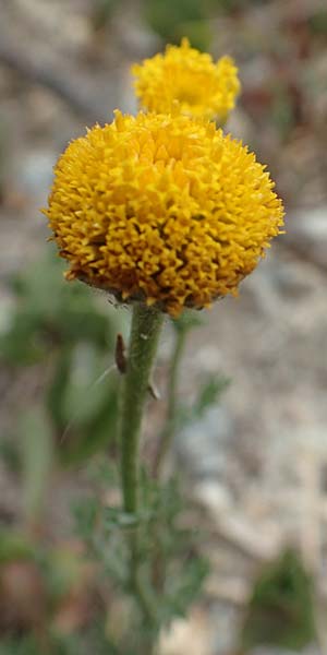Anthemis cretica \ Kretische Hundskamille / Rayless Chamomile, F Pyrenäen/Pyrenees, Ille-sur-Tet 22.7.2018